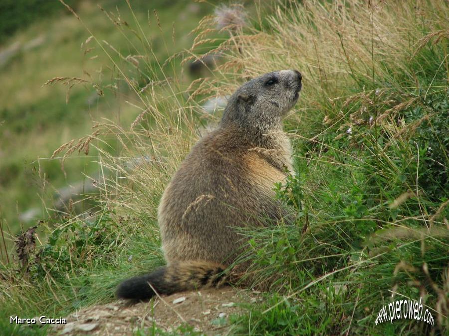 10_Marmotta comoda.JPG